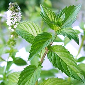 peppermint-plant